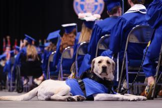 A service dog at Commencement